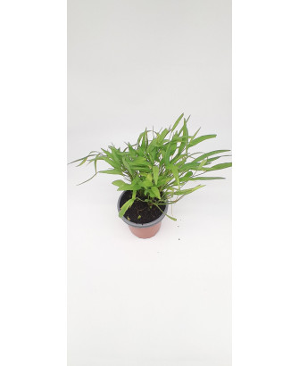 Planta de agua flammula
