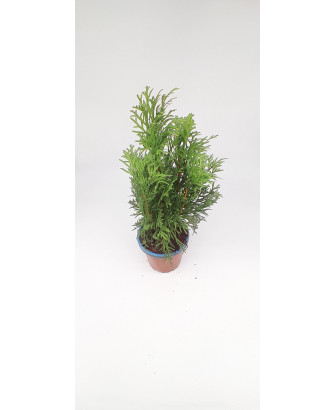 Planta thuja esmeralda