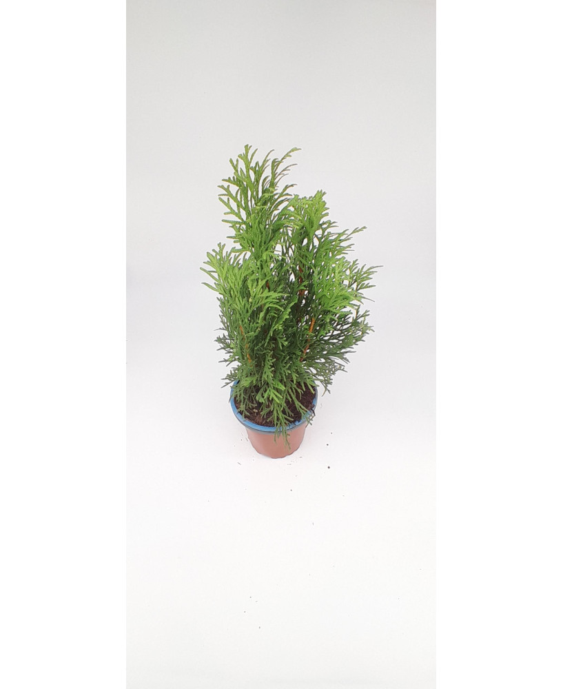 Planta thuja esmeralda