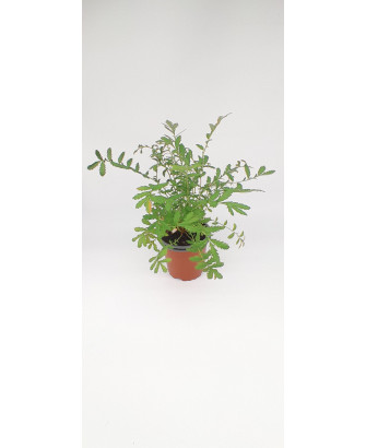 Potentilla anserina