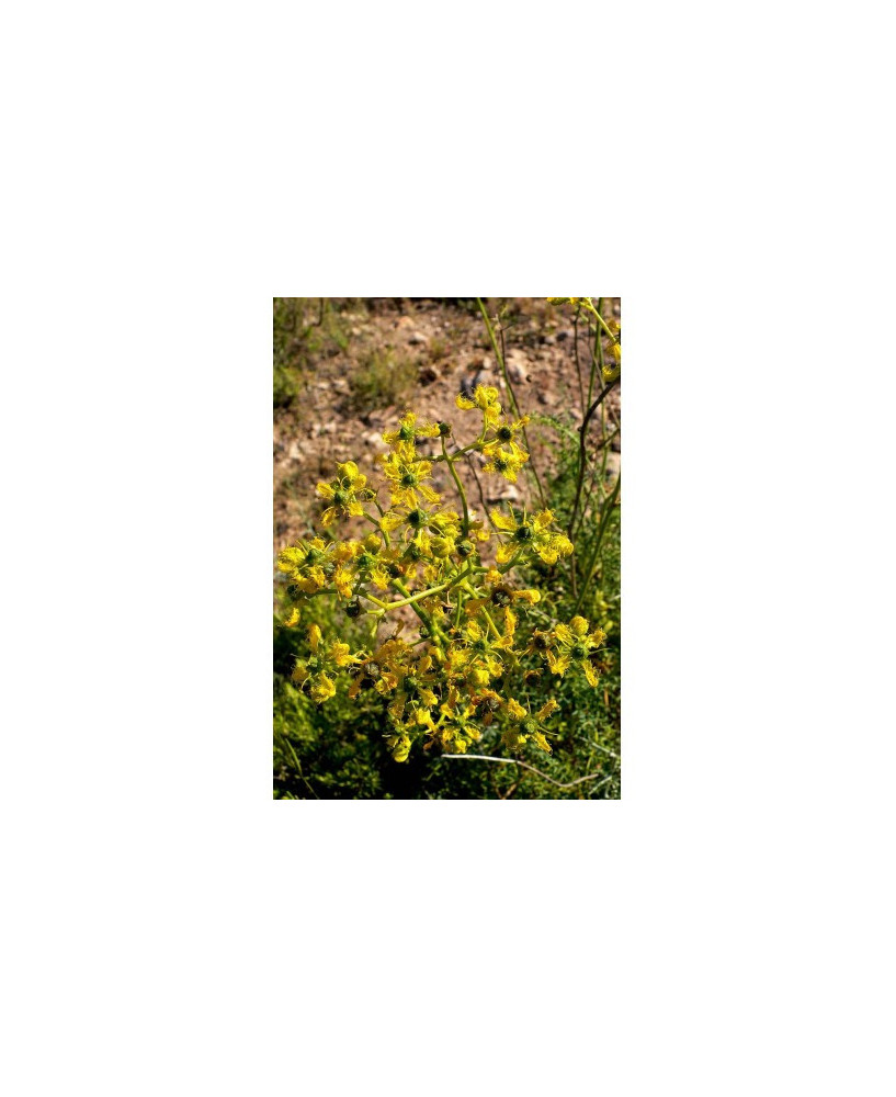 Ruda menor