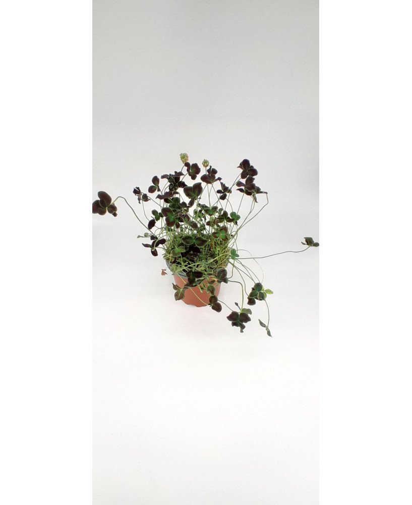 Trebol ornamental purpura