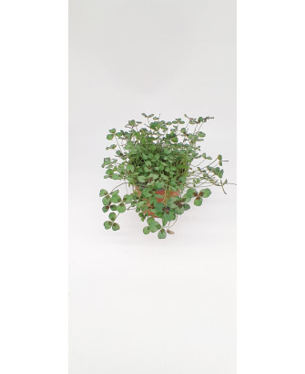 Trebol ornamental verde/purpura