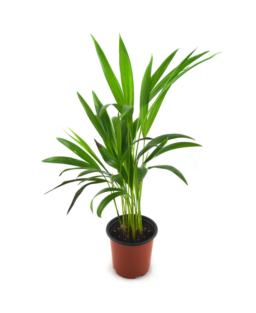 Areca