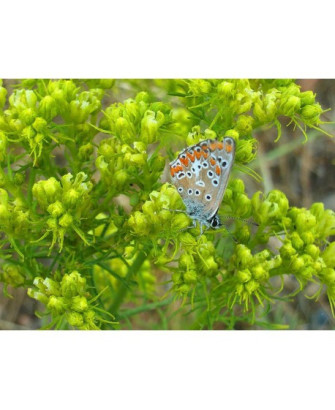 Ruda montesina