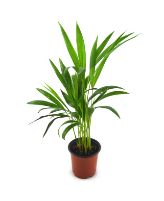 Areca