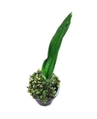 Aspidistra