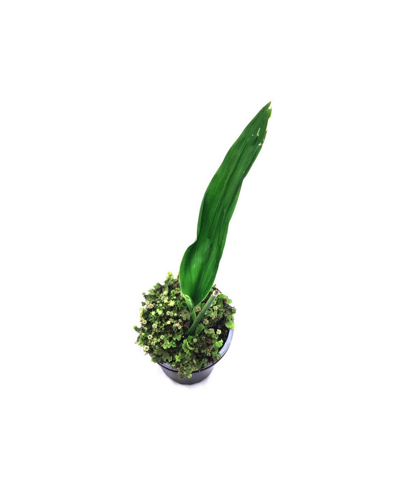 Aspidistra