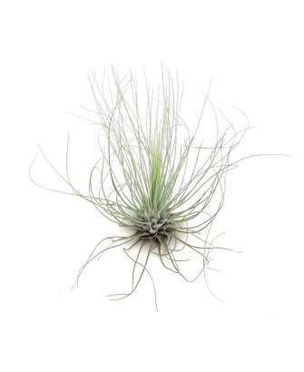 Clavel de aire argentea+flower