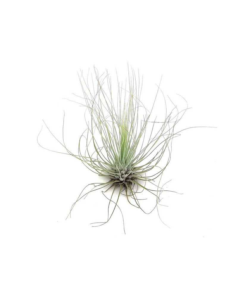 Clavel de aire argentea+flower
