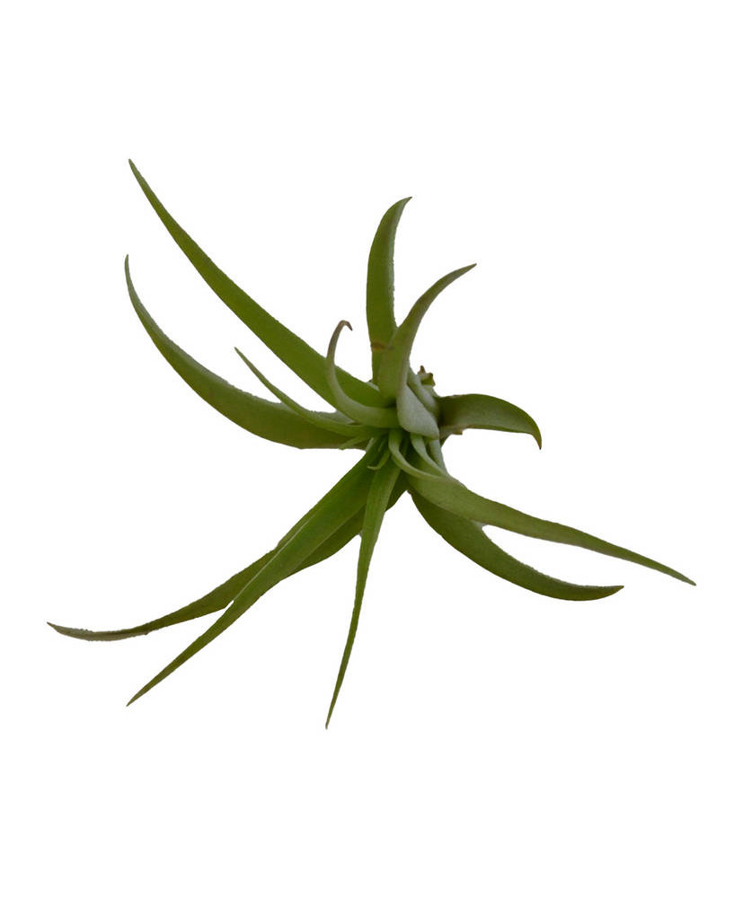 Clavel del aire multiflora (aerea)
