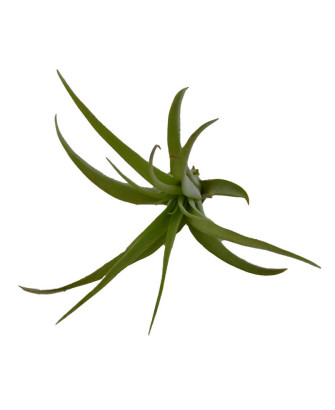 Clavel del aire multiflora (aerea)