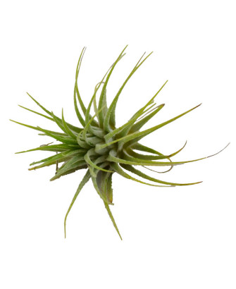 Clavel del aire verde (aerea)