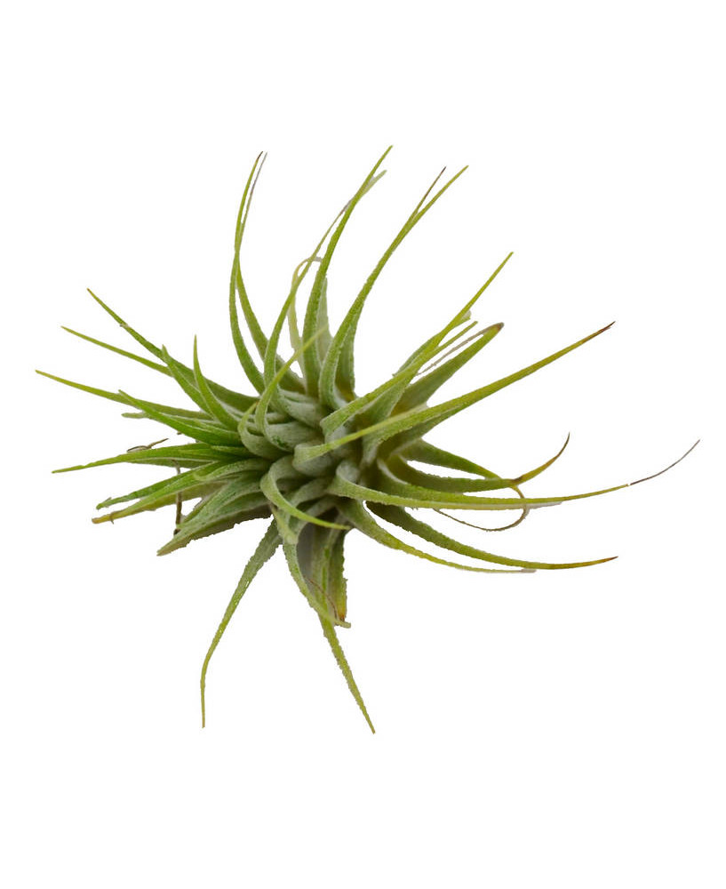 Clavel del aire verde (aerea)