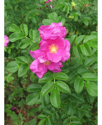 Rosa fruto dulce