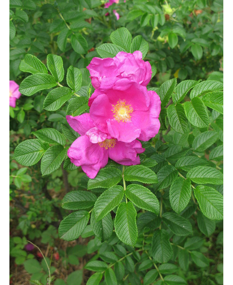 Rosa fruto dulce