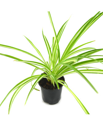 Clorofito