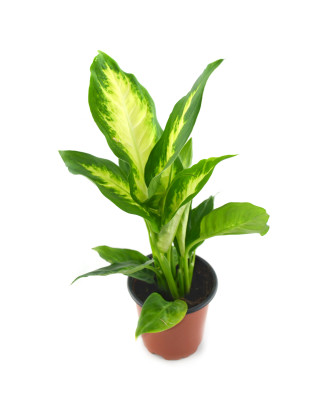 Dieffenbachia