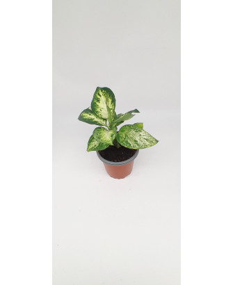Dieffenbachia maculata