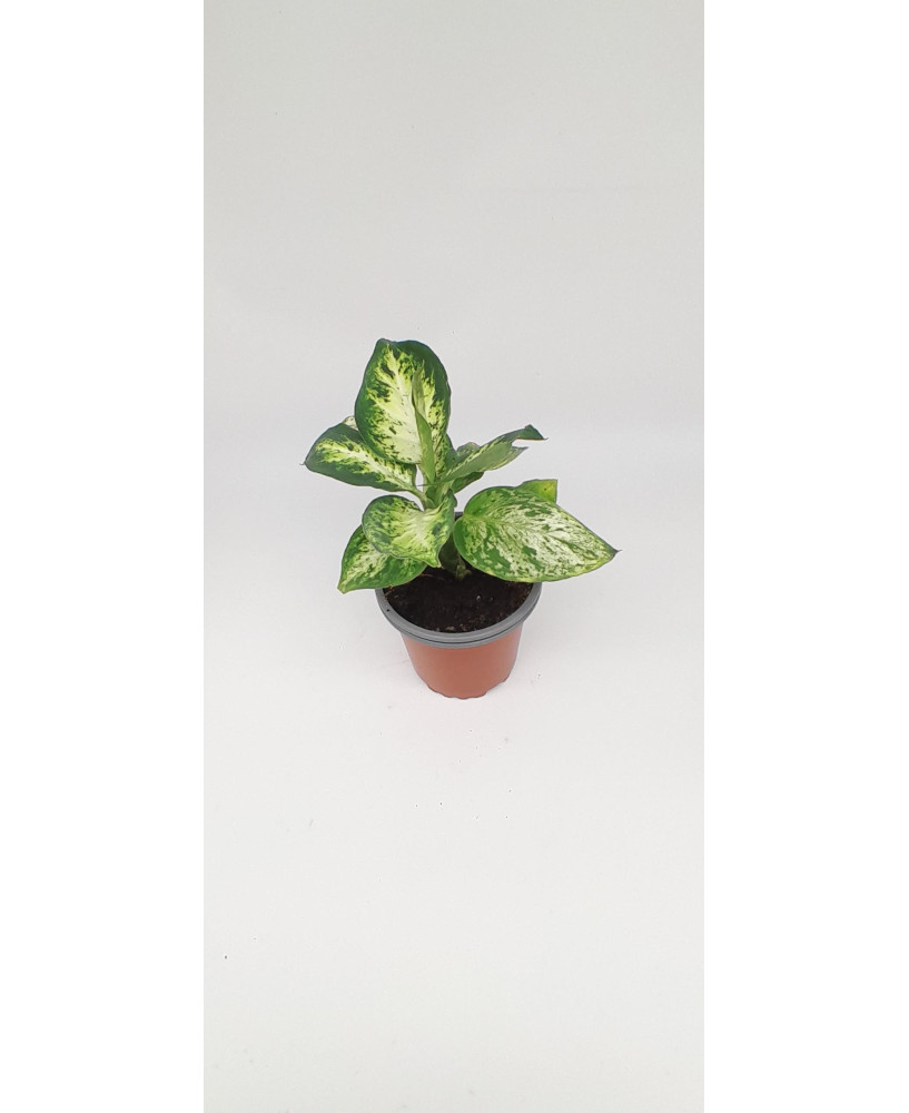 Dieffenbachia maculata
