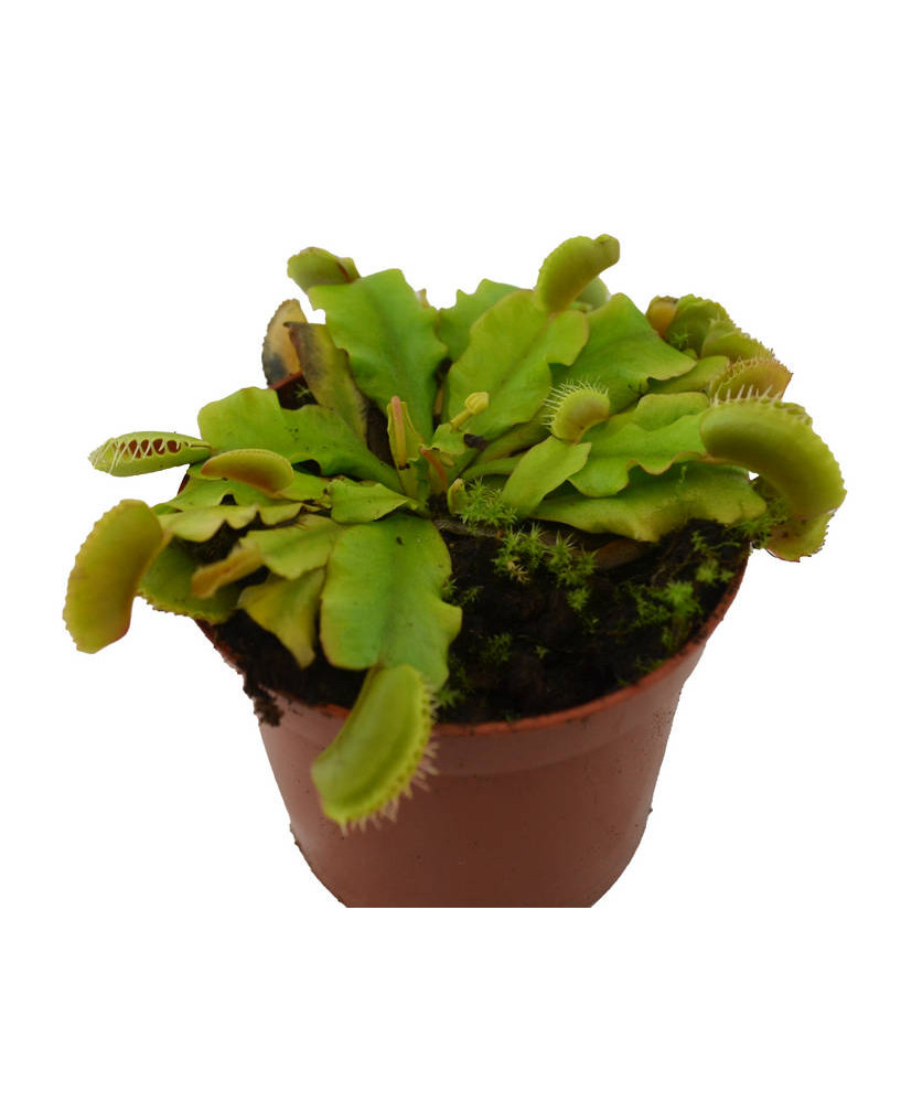 Dionaea atrapamoscas