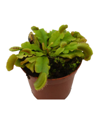 Dionaea atrapamoscas
