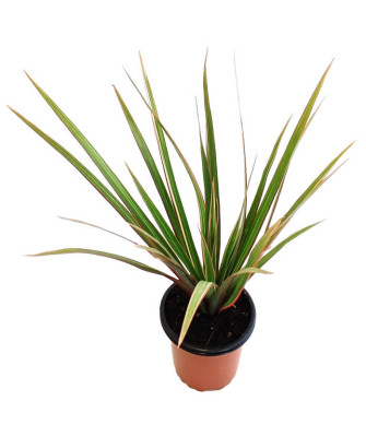 Dracaena marginata "bicolor"