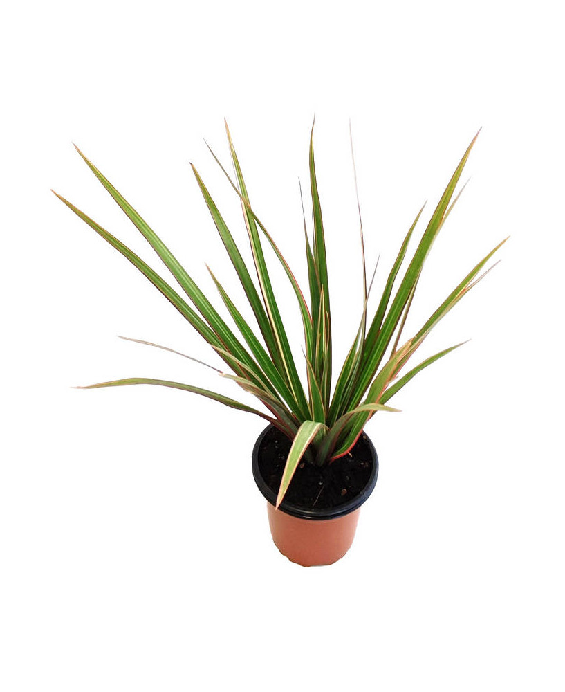 Dracaena marginata "bicolor"