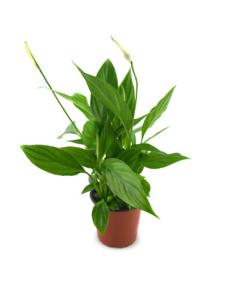 Espatifilo