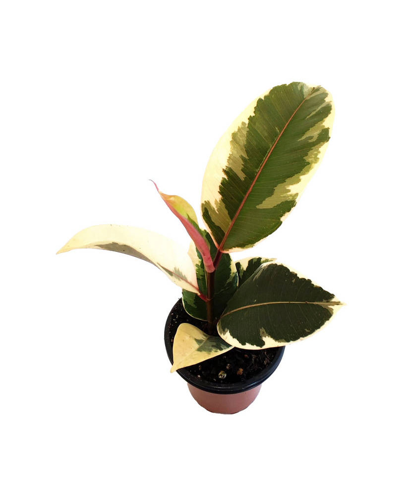 Ficus elástica blanca