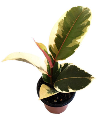 Ficus elástica blanca