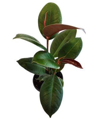 Ficus elastica verde