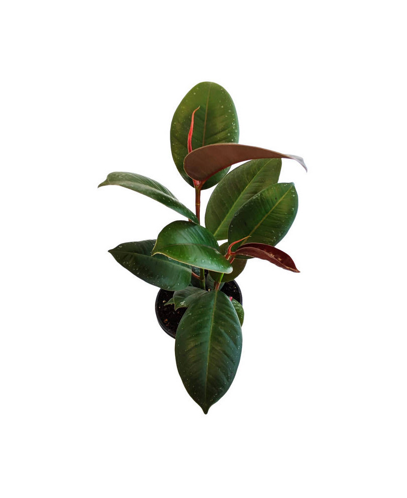 Ficus elastica verde