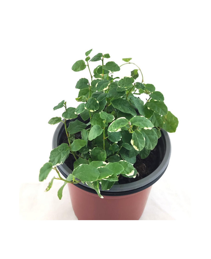 Ficus sunny