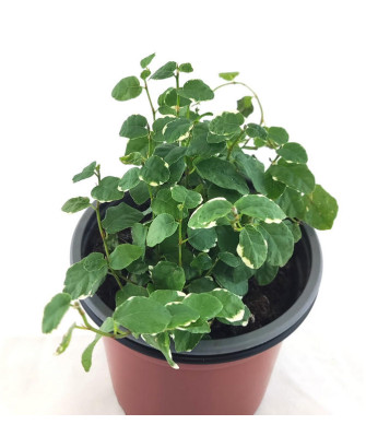 Ficus sunny