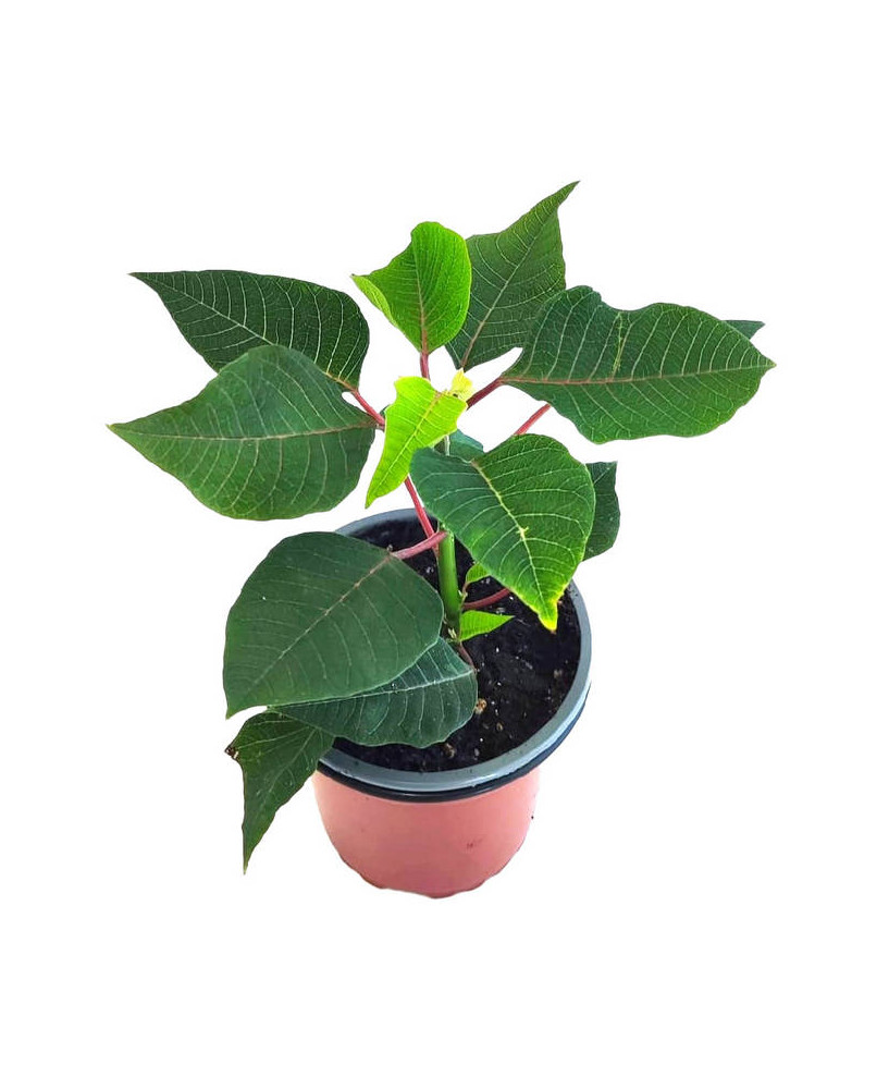 Flor de pascua roja "Allegra early red"