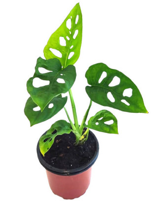 Monstera monkey mask