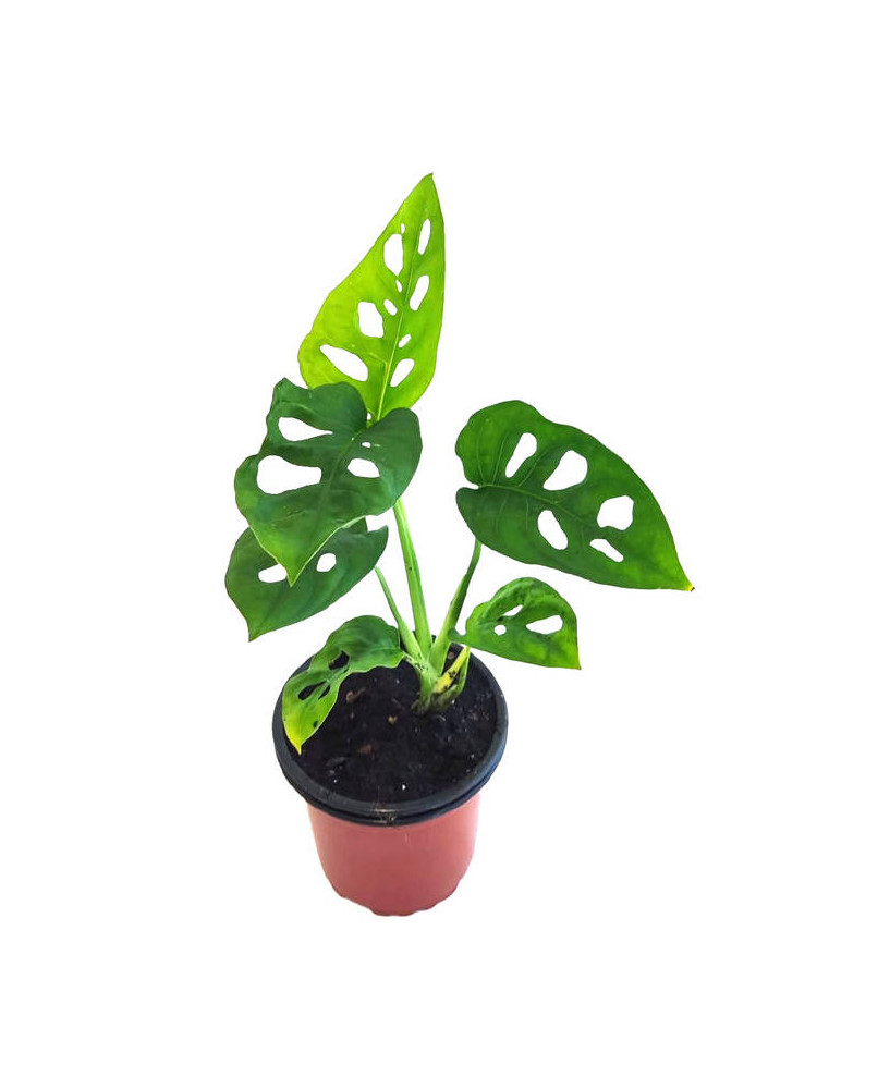 Monstera monkey mask