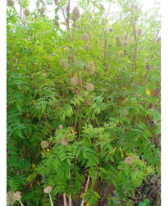 Regaliz de China yunnanensis