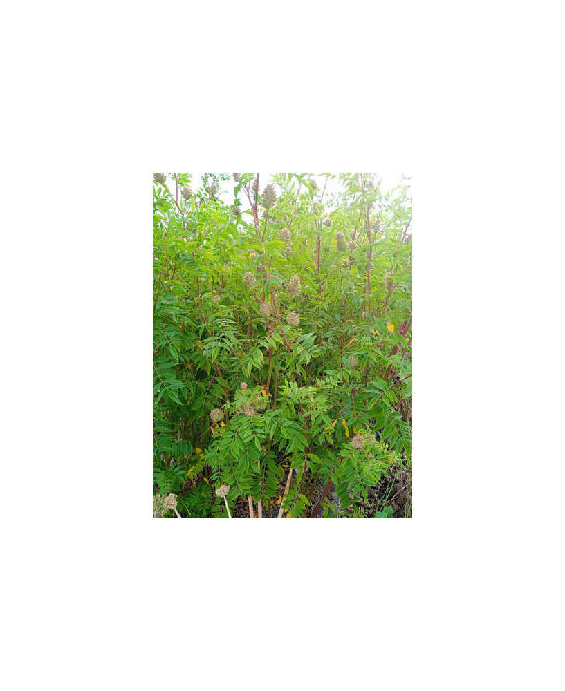 Regaliz de China yunnanensis