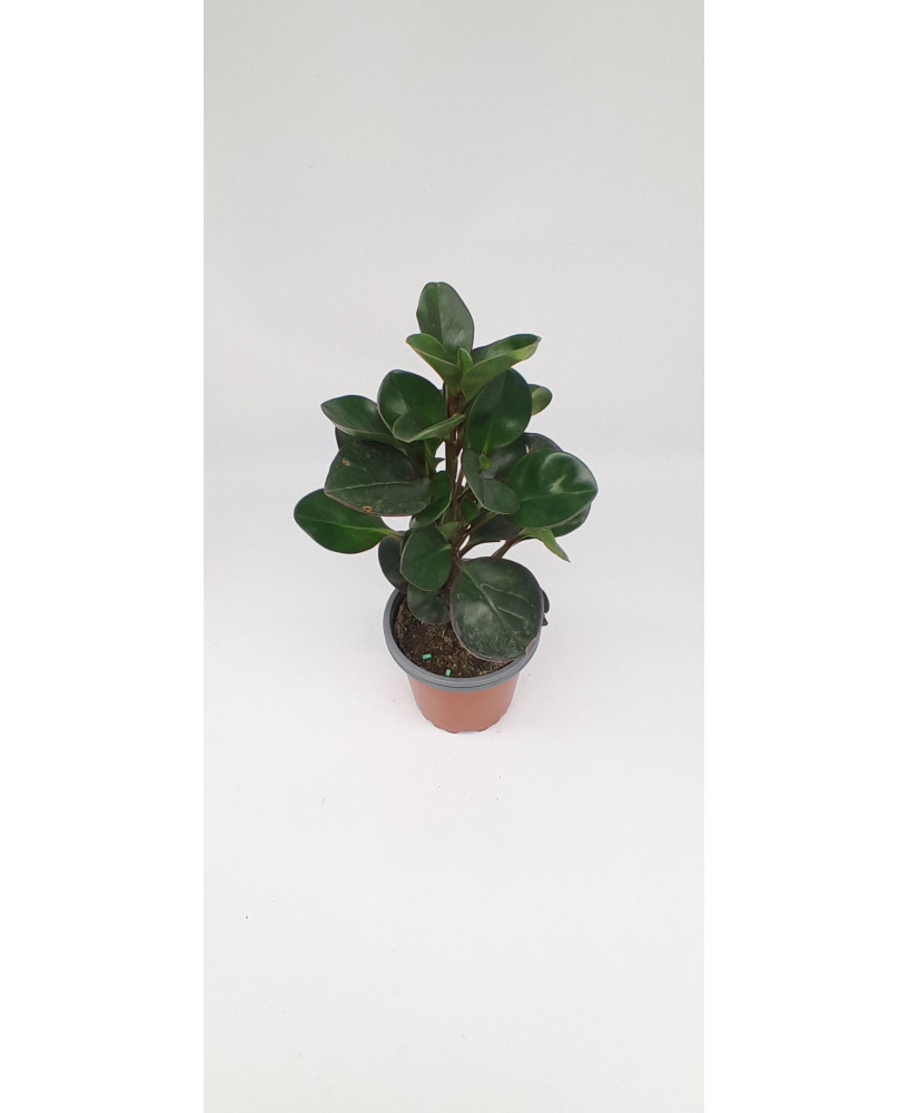 Peperomia burning bush