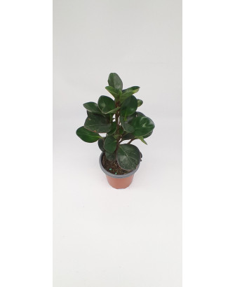 Peperomia burning bush