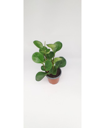 Peperomia obtusifolia verde