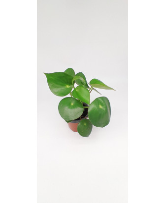 Peperonia pol. Raindrop