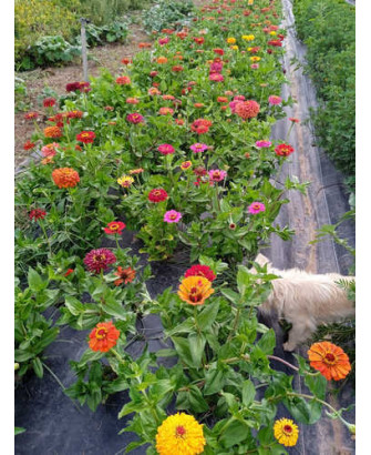 Rosa Mística - Zinnia