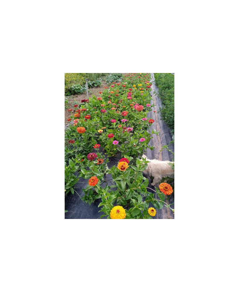 Rosa Mística - Zinnia