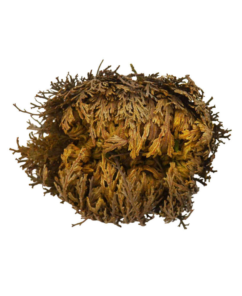 Rosa de Jericó