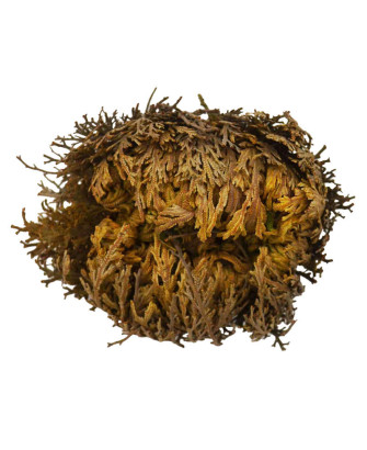 Rosa de Jericó