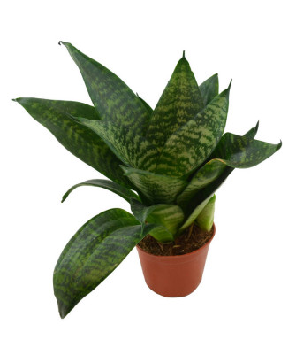 Sansevieria trifasciata "Hahnii"