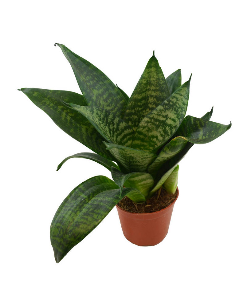 Sansevieria trifasciata "Hahnii"